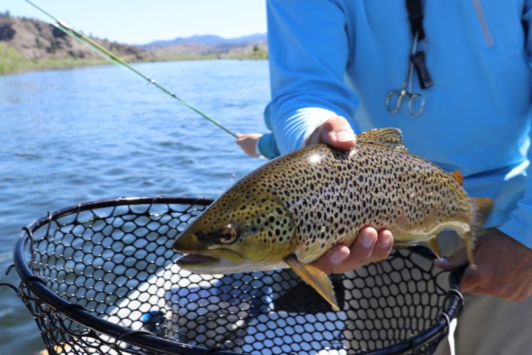 Top 7 Best Fishing Spoons to Catch Trout